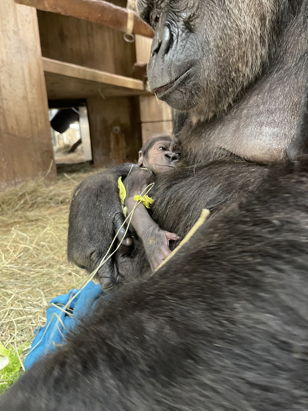 Bebê gorila e sua mãe no Zoológico Nacional do Smithsonian e Instituto de Biologia da Conservação, nos EUA  — Foto: Zoológico Nacional do Smithsonian e Instituto de Biologia da Conservação