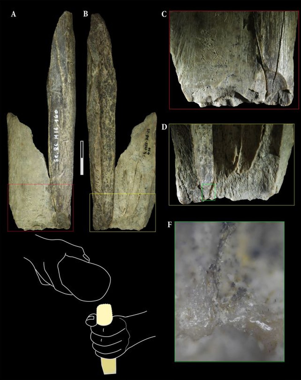 As duas peças da tíbia reajustadas após o desgaste — Foto: Abrams et al., Sci. Rep. , 2025