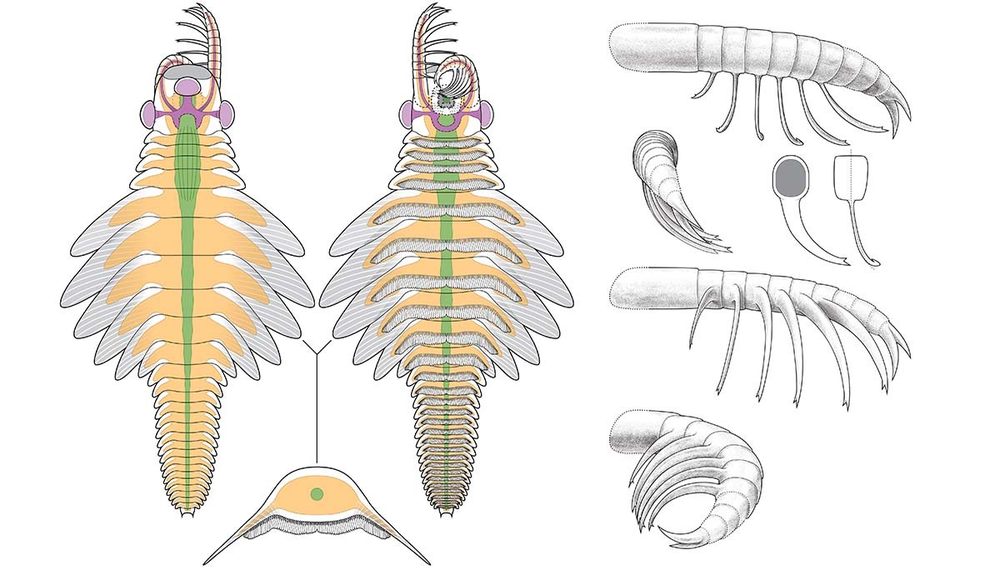 Três olhos e garras afiadas: descoberto fóssil de predador de 506 ...
