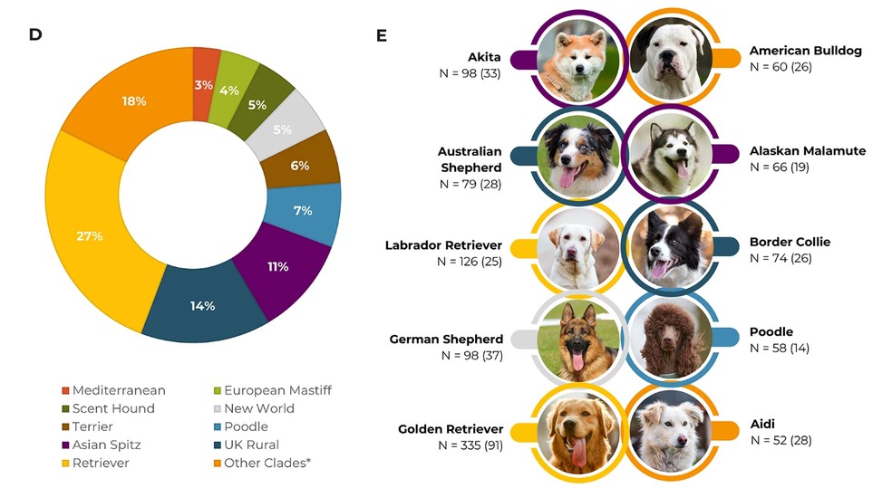 O gráfico à esquerda mostra o percentual de distribuição de raças únicas de cães dentro de clados filogenéticos, enquanto o diagrama à direita apresenta as dez raças mais numerosas dentro da base utilizada no estudo, com o número de cães que sofreram experiências adversas no início da vida dentro de cada parênteses — Foto: Julia Espinosa/Scientific Reports