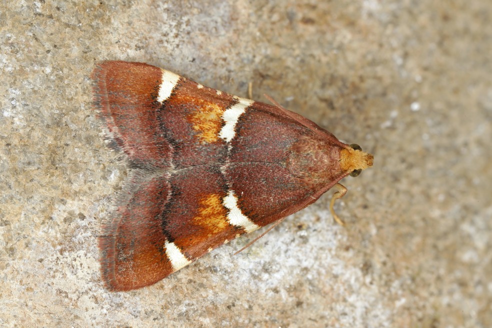 Borboletas e mariposas frequentemente recebem nomes que refletem características físicas, origens geográficas ou homenageiam indivíduos ilustres — Foto: Peter Huemer