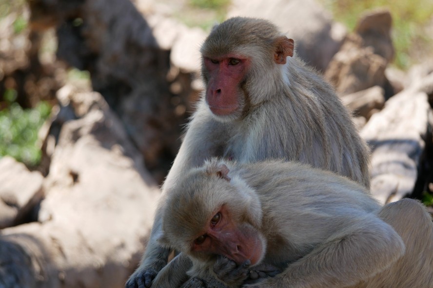 Estudo indica que sexo entre machos pode ser uma característica comum da interação reprodutiva de primatas