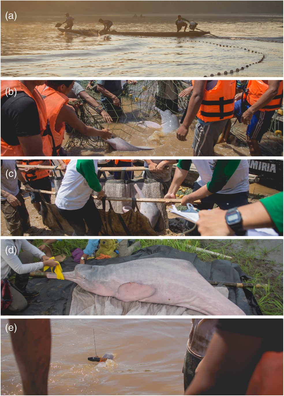 Fotografia que documenta o processo de Instalação de tags de satélite em botos do rio Amazonas Inia geoffrensis  — Foto: M. Pajuelo.