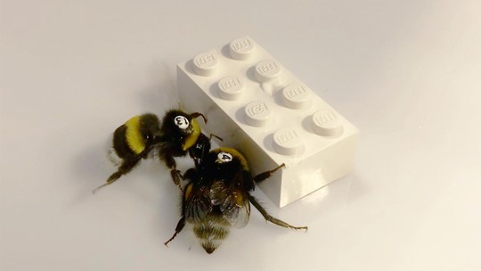 Abelhas demonstram comportamento de colaboração ao moverem Lego juntas