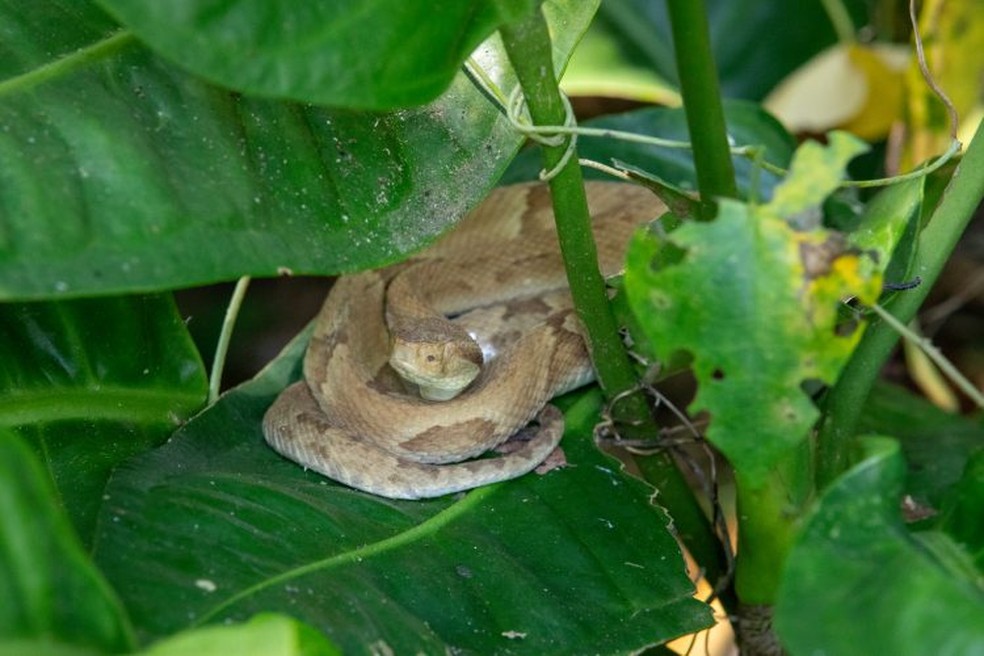 Exemplar de jararaca-ilhoa repousando sobre uma folha de antúrio — Foto: Marília Ruberti/Comunicação Butantan