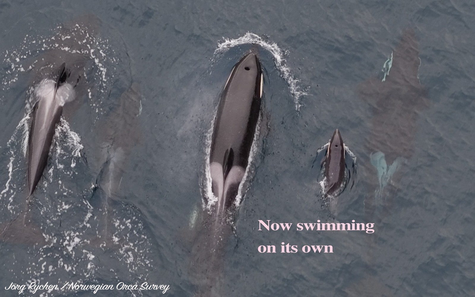  Norwegian Orca Survey