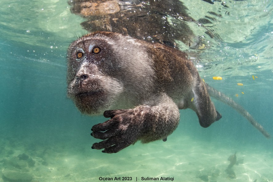 'Primata Aquático': foto vencedora do Ocean Art 2023 registra macaco-caranguejeiro nadando