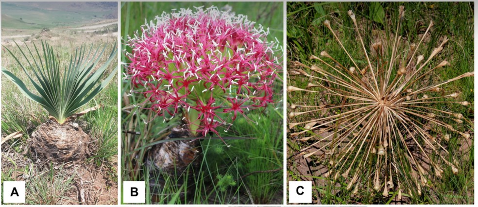 A Boophone disticha (L.f.) Herb. é uma planta bulbosa e venenosa encontrada em áreas de vegetação aberta das regiões tropical e subtropical do sul da África — Foto: A. Motala, G. Bowers-Winters, G. Bowers-Winters/Creative Commons