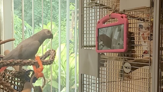 Papagaios sabem diferenciar gravações de chamadas ao vivo, mostra estudo