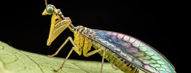 A mantispa (Sagittalata sp.) não é nem um louva-a-deus nem uma mosca, na verdade, trata-se de um inseto da ordem dos neurópteros, o mesmo grupo que inclui as formigas-leão — Foto: Nicky Bay/The Wilderness Project
