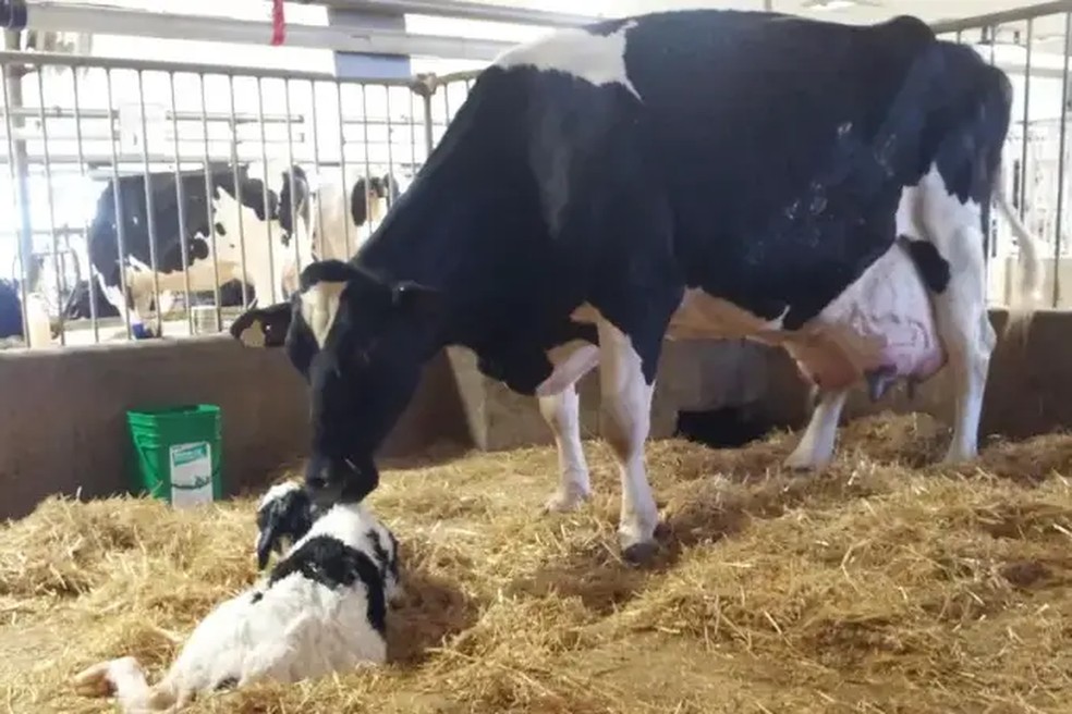A vaca leiteira Smurf com um filhote  — Foto: World Guinness Records