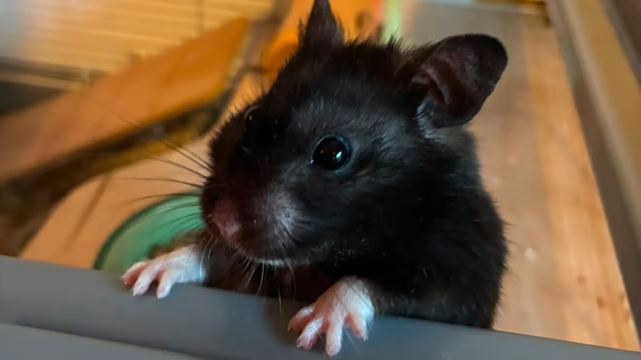 Hamster corredor Mollie na rodinha em Utrecht