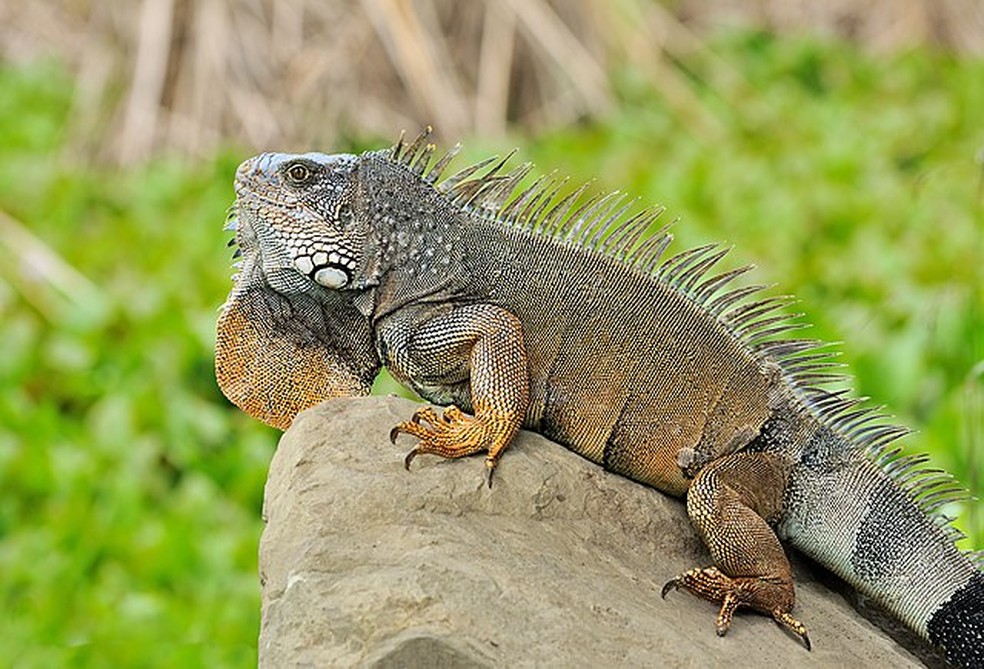 Principalmente nativos da América Central, as iguanas não são agressivas, apesar de possuírem caudas e mandíbulas afiadas e dentes como navalhas. Os répteis subsistem com uma dieta composta principalmente de frutas, folhas e plantas, com um pequeno animal ocasional — Foto: Wikimedia Commons