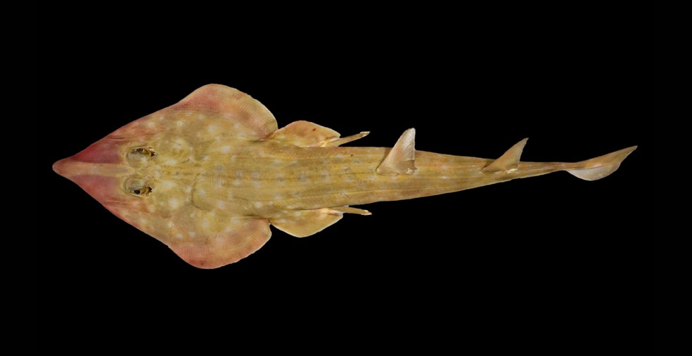 Como predadores de ponta, os tubarões-guitarra desempenham um papel fundamental na manutenção do equilíbrio dos ecossistemas marinhos, e seu declínio pode perturbar significativamente a complexa rede alimentar do oceano — Foto: The Nippon Foundation-Nekton Ocean Census/Sergey Bogorodsky