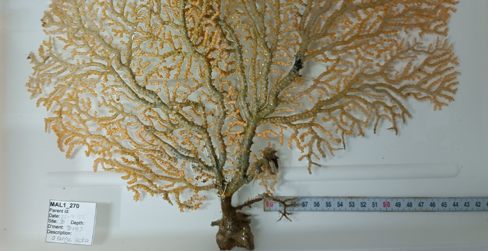 Embora as Maldivas sejam conhecidas por seus recifes de coral rasos, atóis e biodiversidade marinha tropical, seus ecossistemas de mar profundo e mesofóticos permanecem em grande parte não estudados — Foto: The Nippon Foundation-Nekton Ocean Census/Asako Matsumoto, Shaaan