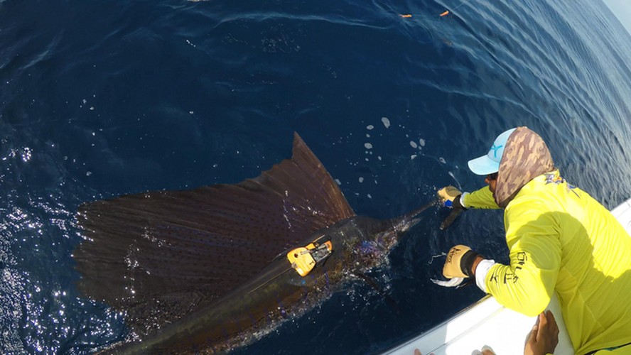 Câmera permite acompanhar peixe mais rápido do mundo pela primeira vez