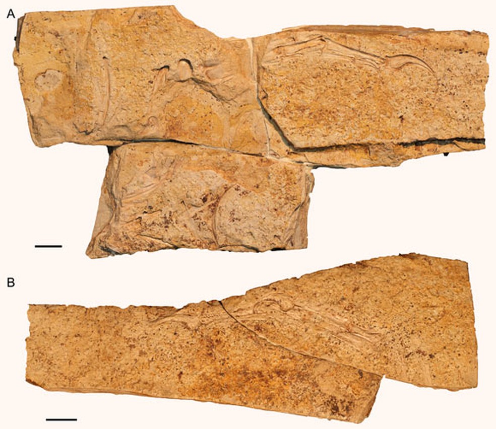 Os fósseis foram encontrados completamente embutidos em uma laje de rocha — Foto: Reprodução/Cretaceous Research