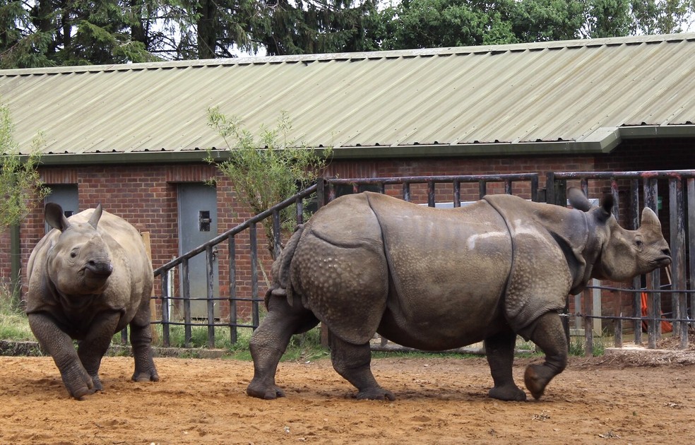 Rinocerontes-indianos (uma mãe e seu filhote) no Whipsnade Zoo, no Reino Unido — Foto: Oscar Wilson