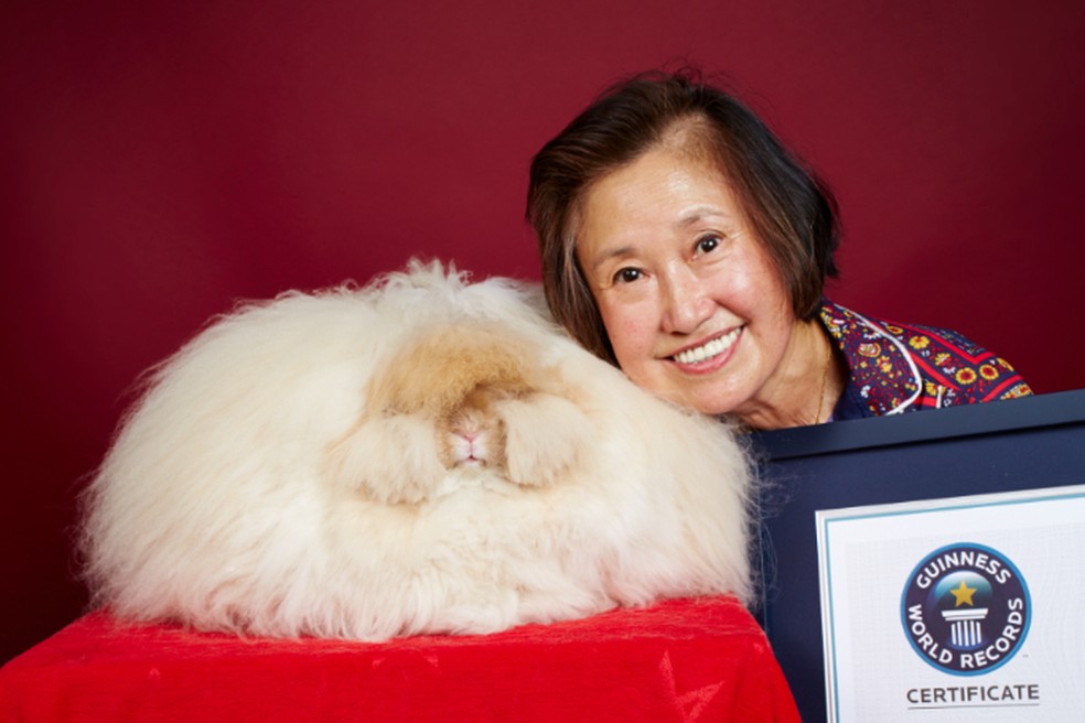 Em 2014, Betty recebeu um e-mail da sede do Guinness World Records, no Reino Unido, convidando-a a solicitar o recorde com um comprimento mínimo de 23 centímetros para um coelho — Foto: Guinnes Record Book