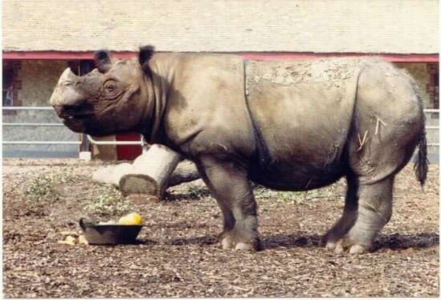 Rinoceronte em um parque de safári no Reino Unido apresenta chifres pequenos