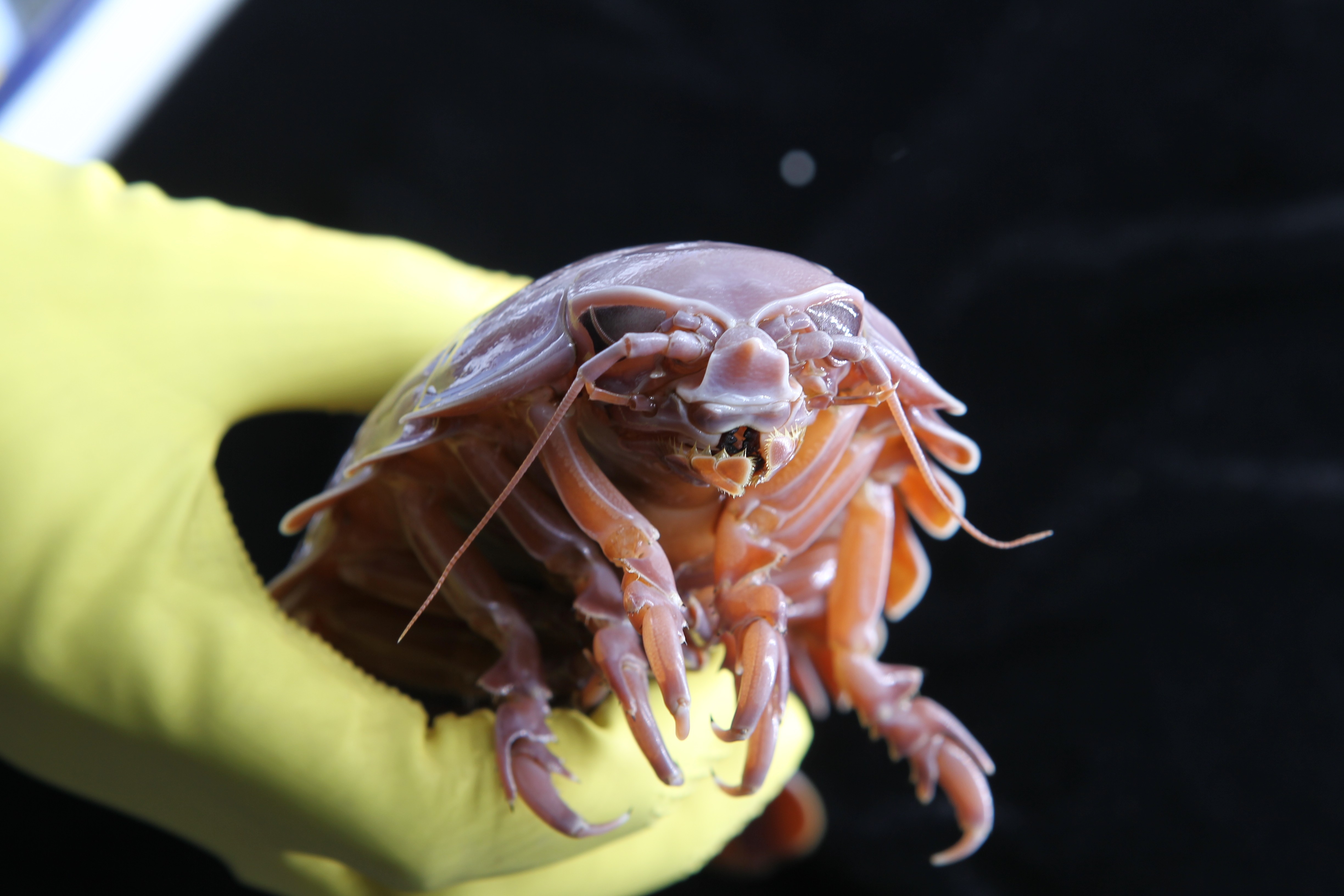 Como esta criatura "alien" do fundo dos oceanos pode chegar a 5 anos sem comida