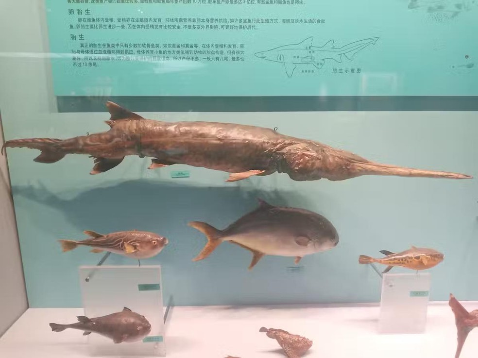 Um espécime de paddlefish chinês, Psephurus gladius (topo), com outros tipos de peixes no Museu de História Natural de Tianjin — Foto: Calliston3/Wikimedia Commons , CC BY-SA
