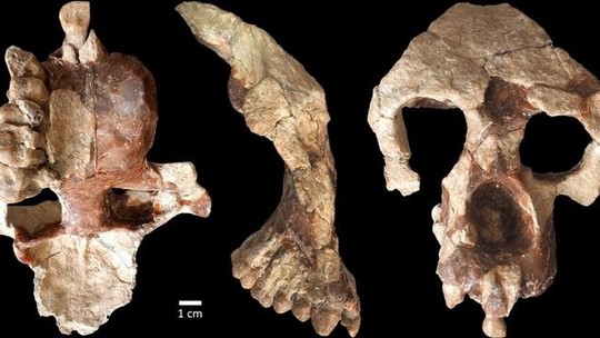 Fóssil de primata sugere que humanos estiveram na Europa antes da África