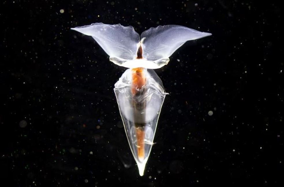 Borboleta marinha foi apelidada de "Clio" pelos cientistas — Foto: Divisão Antártica Australiana: Pete Harmsen