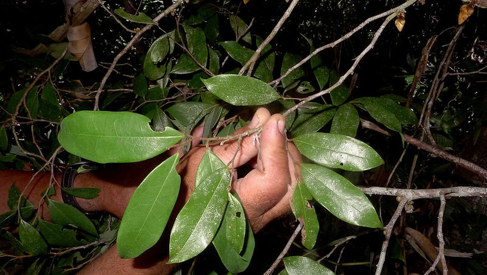 Folhas da Xylopia ochrantha — Foto: Wikimedia Communs