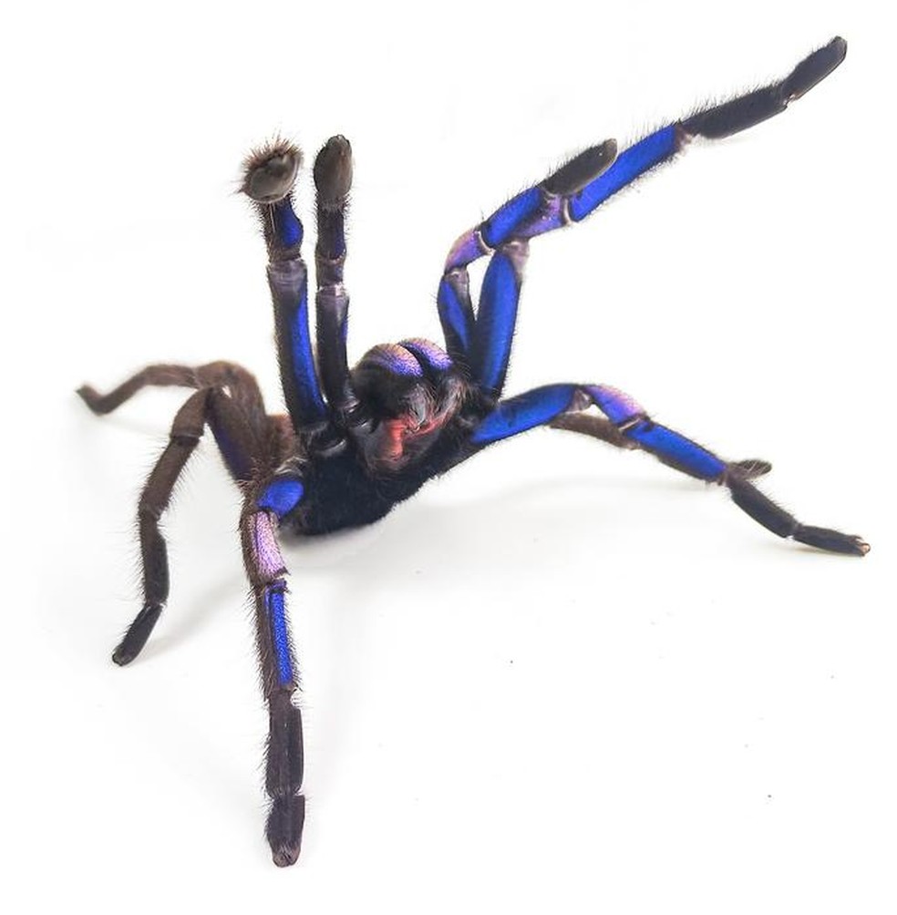 洋楽 Tarantula Nova espécie de tarântula 'elétrica' azul é descoberta na Tailândia