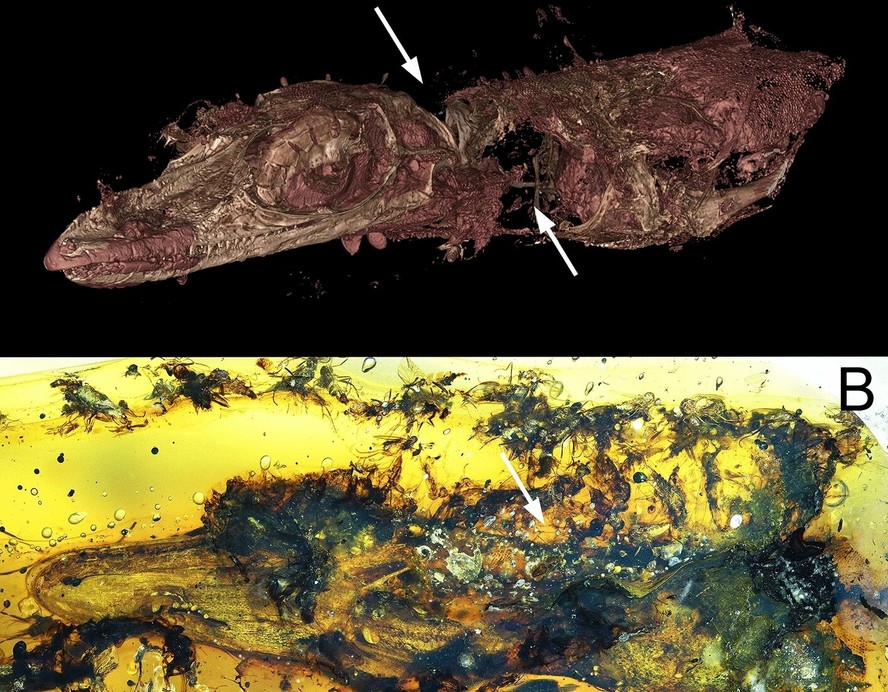 Representação virtual do lagarto extinto Oculudentavis na visão frontolateral e seu corpo preservado