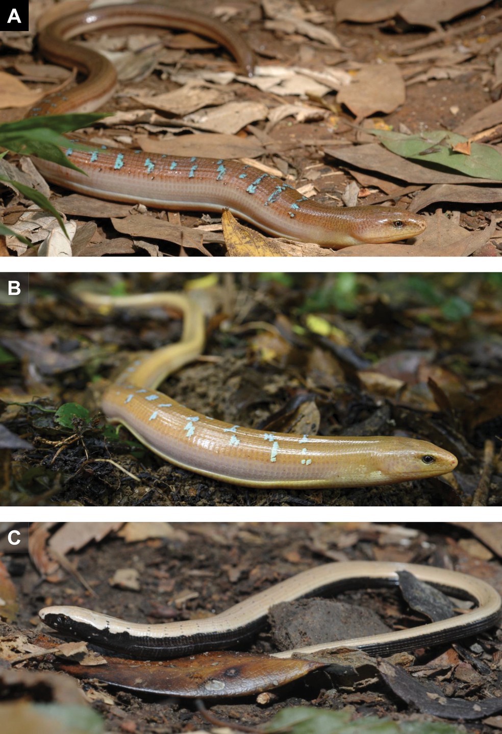 Macho adulto totalmente maduro exibindo sua marcação dorsal azulada — Foto: Y-JL