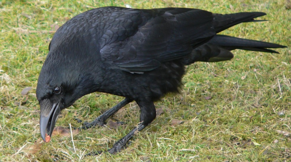 Gralha-preta (Corvus corone) — Foto: BS Thurner Hof / Wikimedia Commons