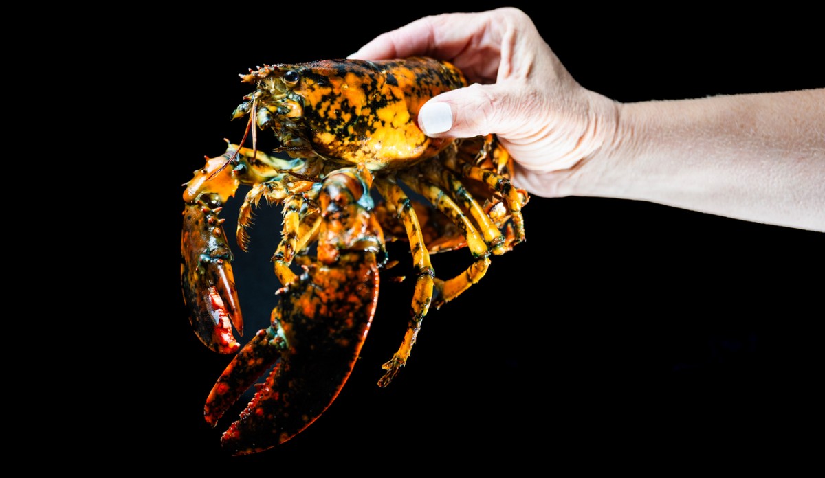 Lagosta rara é descoberta nos EUA: "1 em 30 milhões"