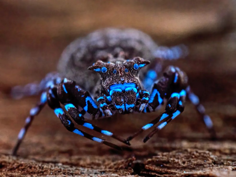 Esta espécie ainda não descrita de aranha-caranguejo-coroada (Smodicinus sp. nov.) apresenta fluorescência quando exposta à luz ultravioleta — Foto: Nicky Bay/The Wilderness Project