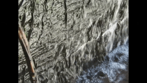 Peixes escalando cachoeira de 15 metros de altura utilizando pequenos ganchos em sua estrutura corporal — Foto: Pacifique Kiwele Mutambala, Emmanuel J. M. W. N. Vreven/Scientific Reports