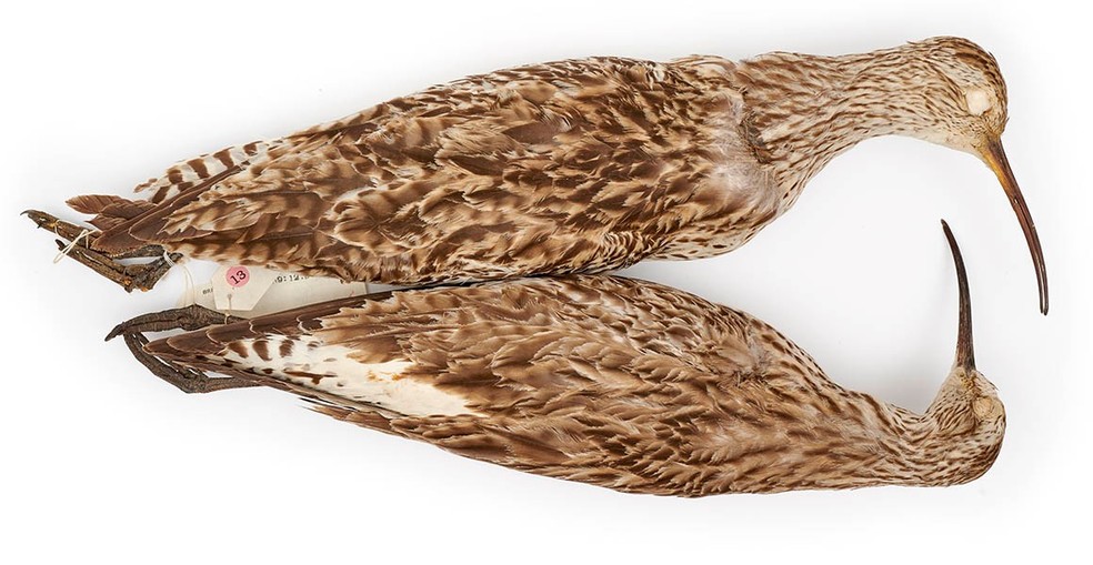 O maçarico-de-bico-fino foi visto oficialmente pela última vez em 1995 — Foto: Museu de História Natural
