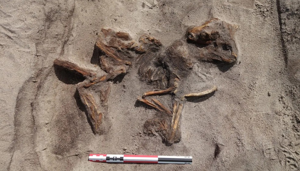 O cachorrinho foi colocado aos pés do falecido. Embora Niemi não tenha certeza se conseguirão identificar a raça exata, ela acredita que provavelmente conseguirão determinar que tipo de cachorro era — Foto: Museu Universitário Ártico da Noruega, UiT