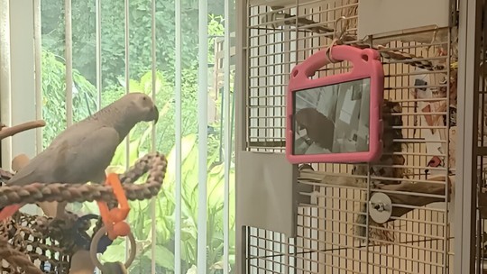 Papagaios sabem diferenciar gravações de chamadas ao vivo, mostra estudo