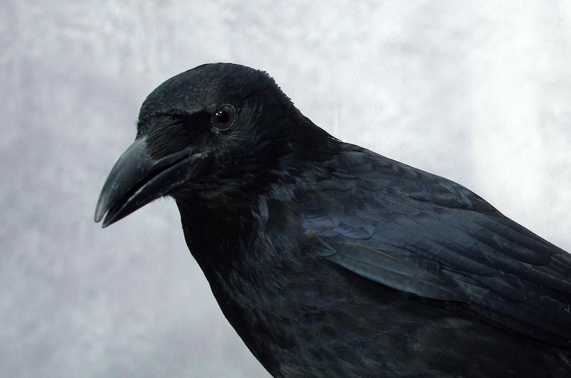 Corvos podem tomar decisões duas vezes mais rápido do que humanos, avalia estudo