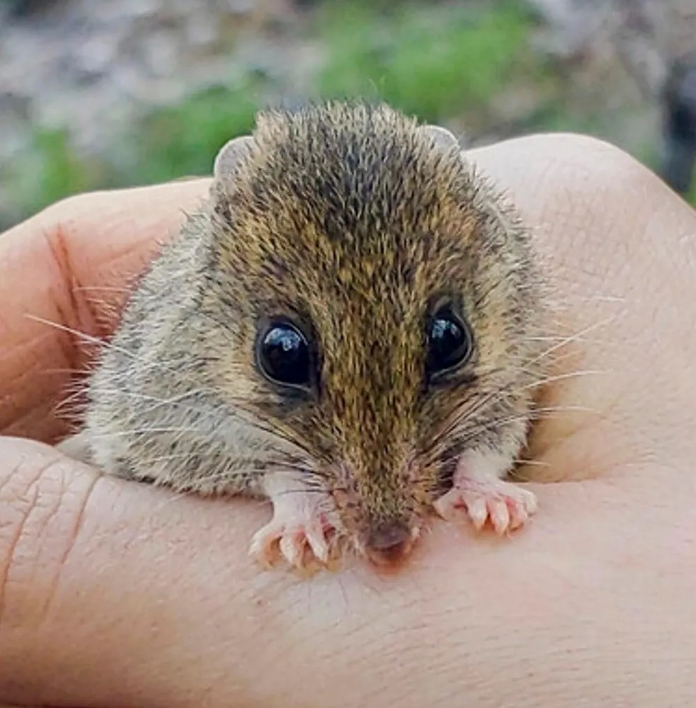 As fêmeas do dunnart-de-pés-brancos podem carregar até 10 filhotes dentro da bolsa — Foto: Vivianna Miritis