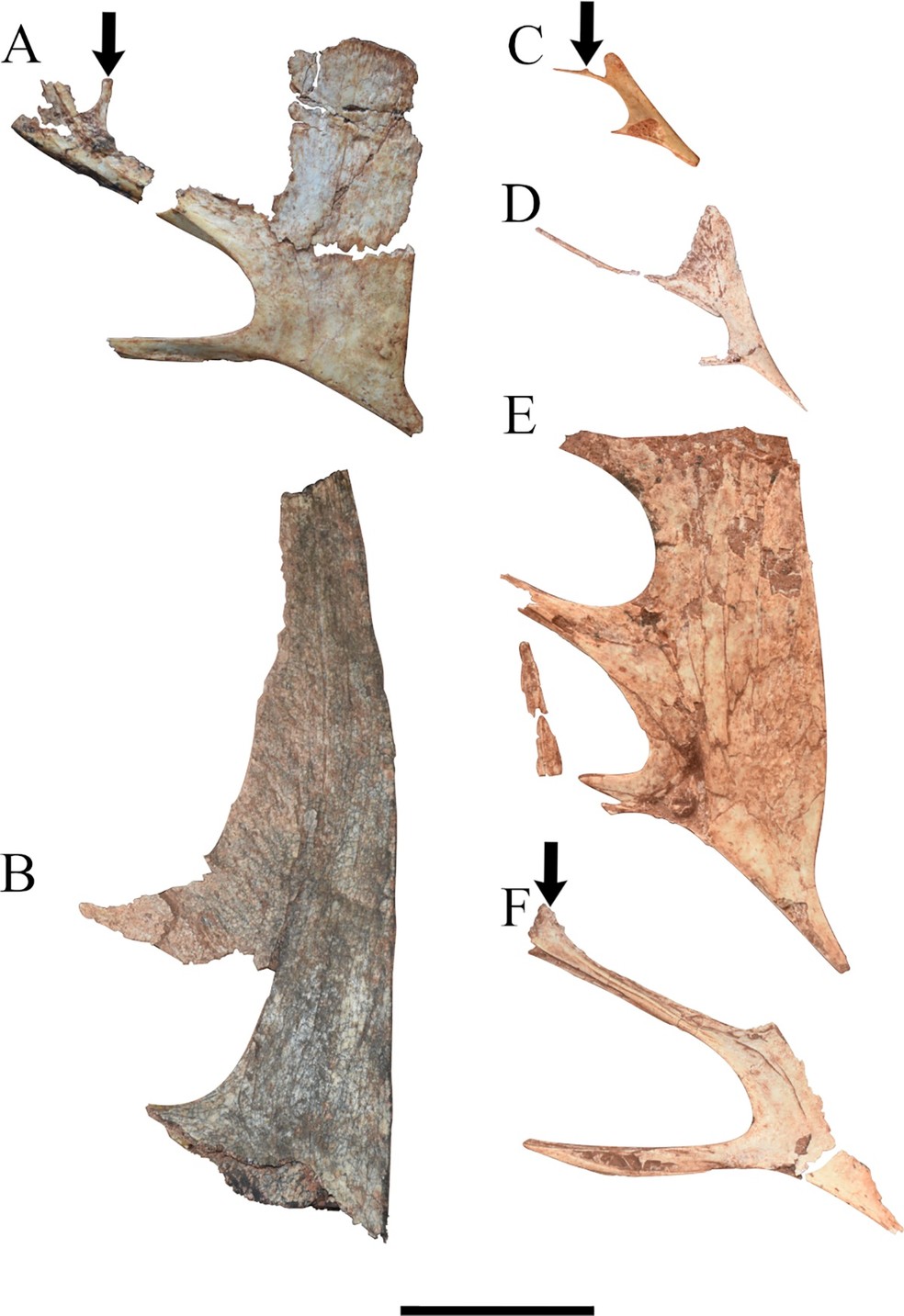  Fotografia de crânios pertencentes a vários espécimes de Caiuajara dobruskii — Foto: Canejo et.al 