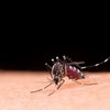 Dengue na gravidez pode afetar bebê nos 3 primeiros anos, diz estudo