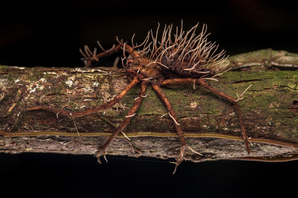 Uma aranha aparentemente derrotada por um fungo parasita — Foto: Roberto García-Roa