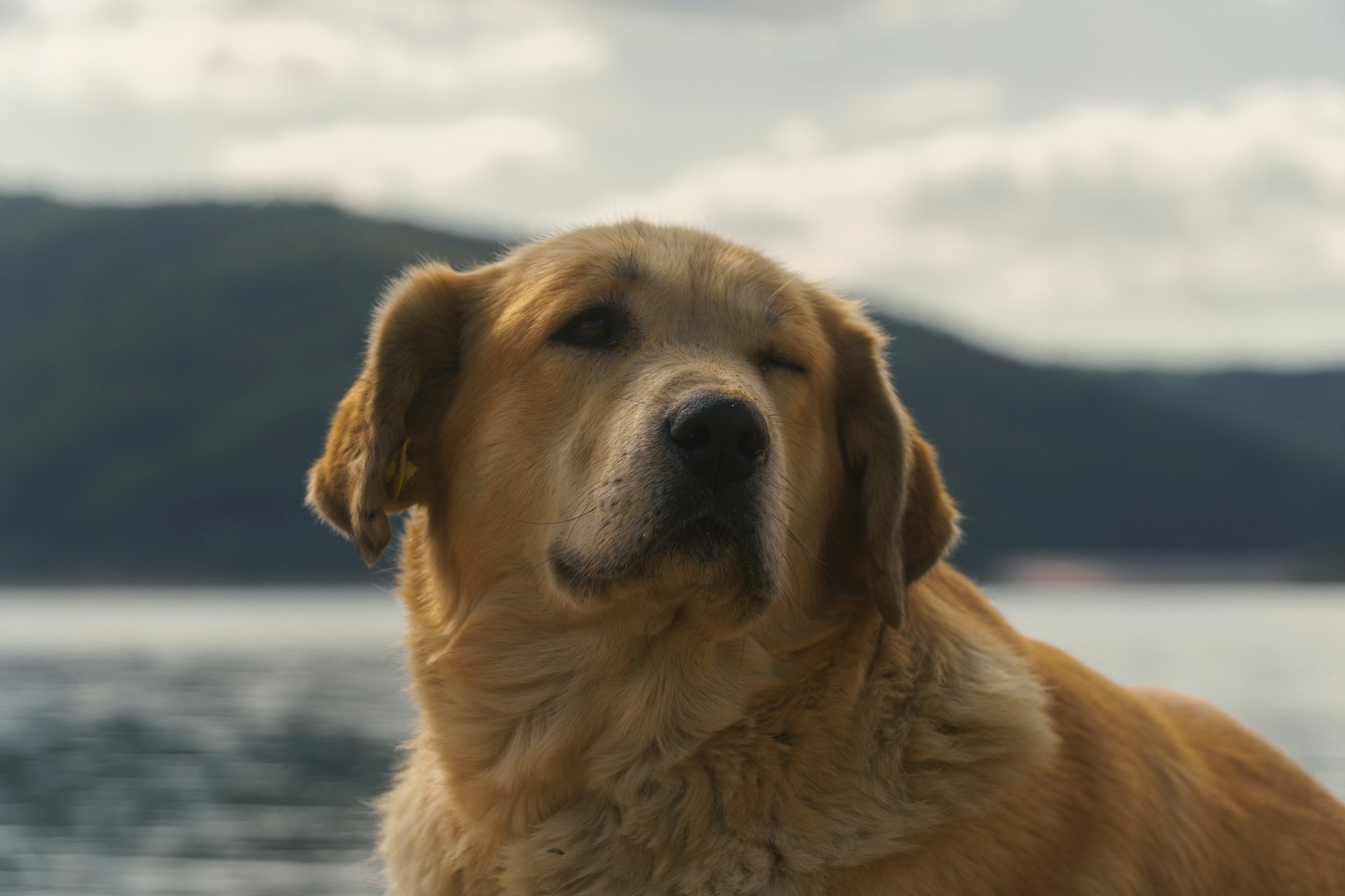 Cachorro piscando olhos enquanto olha para o dono