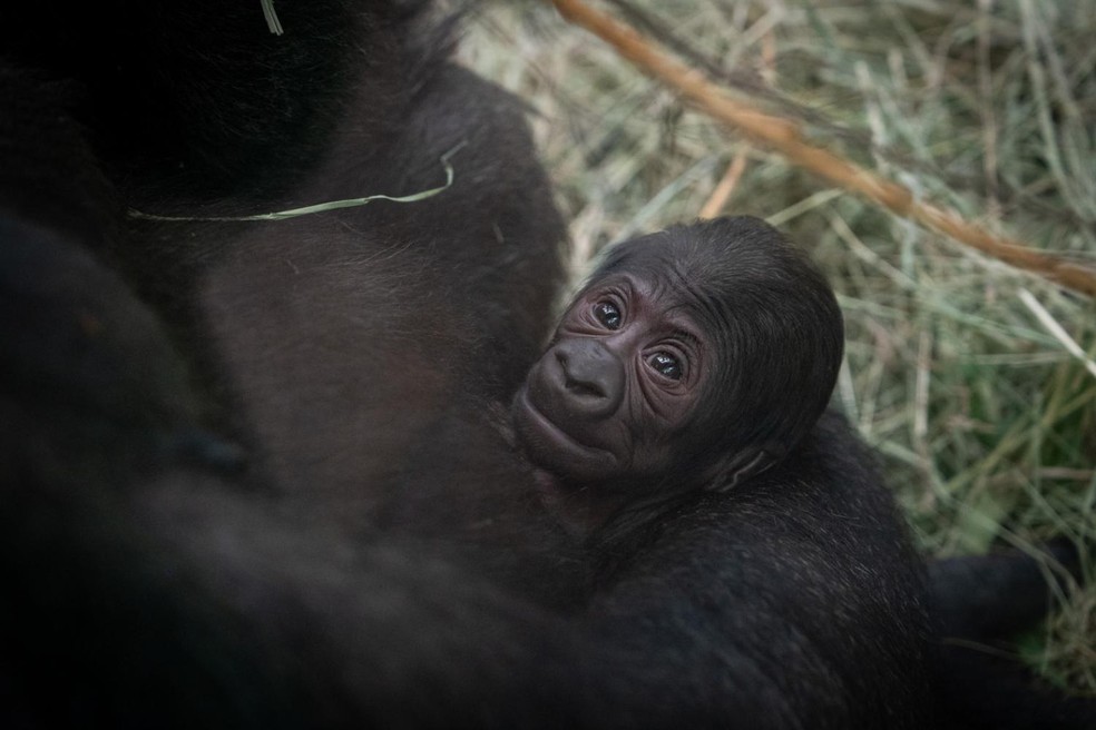 O adorável rosto do filhote de gorila recém-nascido, filho de Sully — Foto: Columbus Zoo and Aquarium