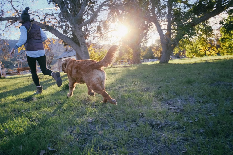 Adolescentes que conviviam com cães apresentaram menos agressividade, delinquência e isolamento social — Foto: PxHere