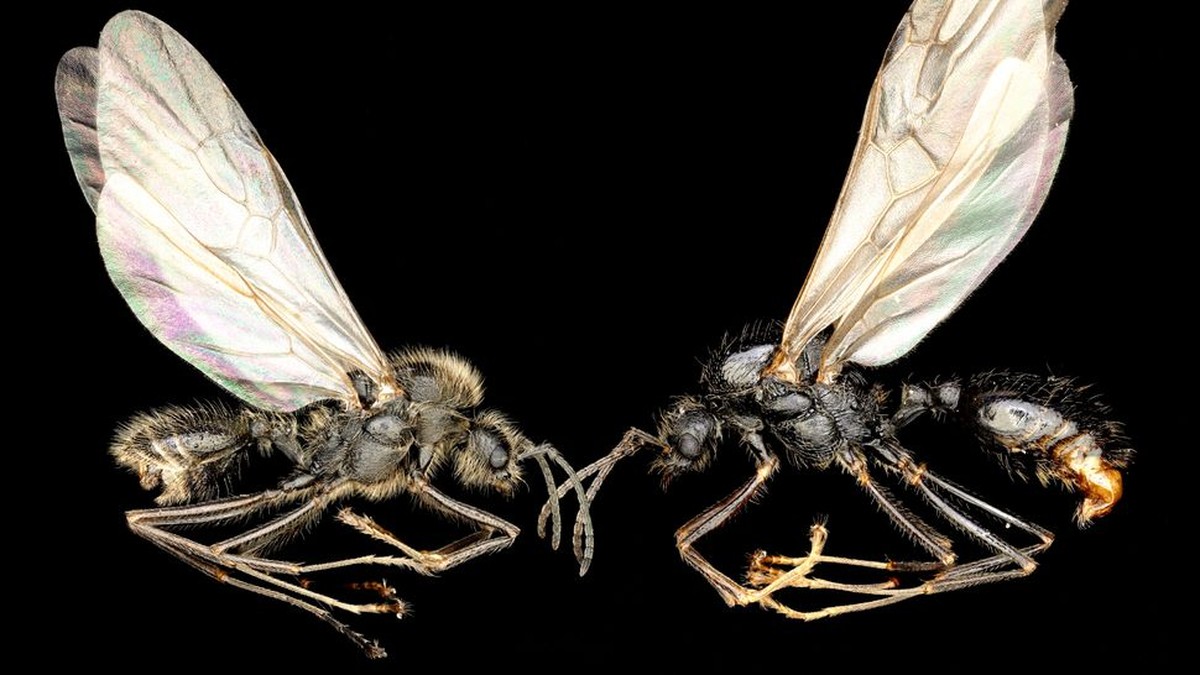 Formiga-ceifadora-ibérica é o primeiro animal a "clonar" outra espécie