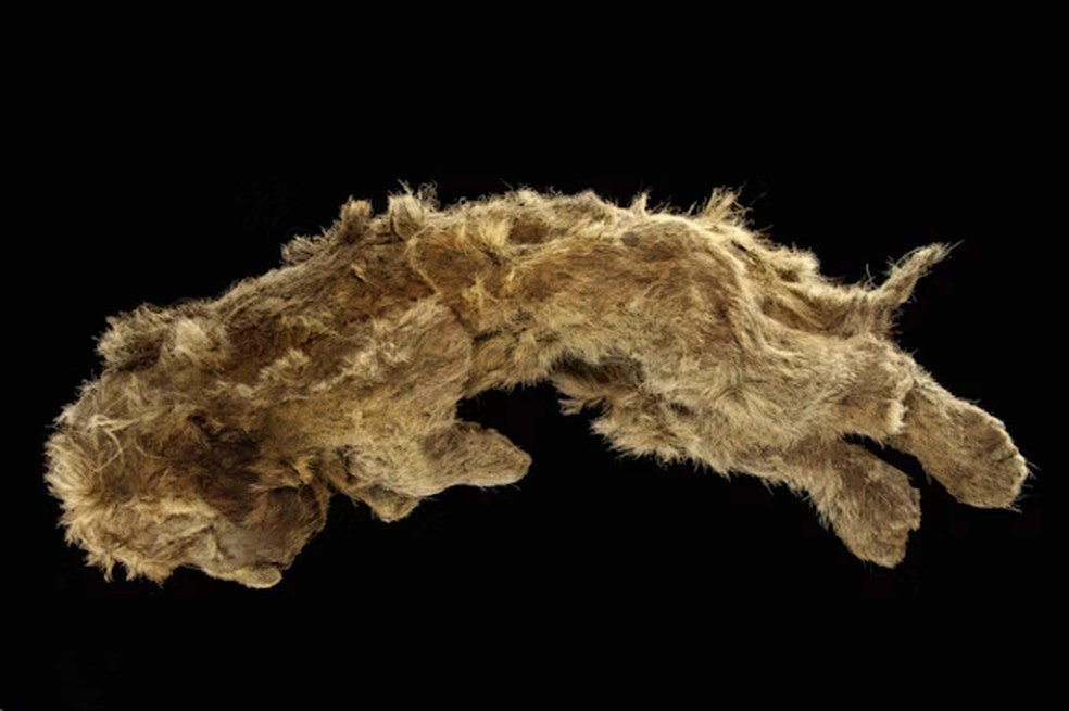Leões-das-cavernas se separaram dos leões modernos há cerca de 1,5 milhão de anos — Foto: Universidade de Cardiff