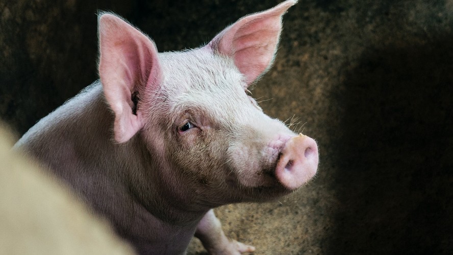 Cientistas restauraram com sucesso a função erétil em porcos com lesões no pênis usando tecido artificial
